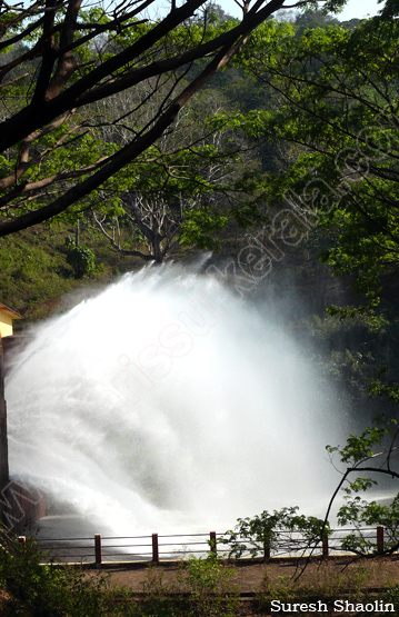 chimmini-dam-thrissur (1b)